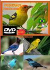 DVD 20 - P�ssaros Livres - Sons P�ssaros Brasil